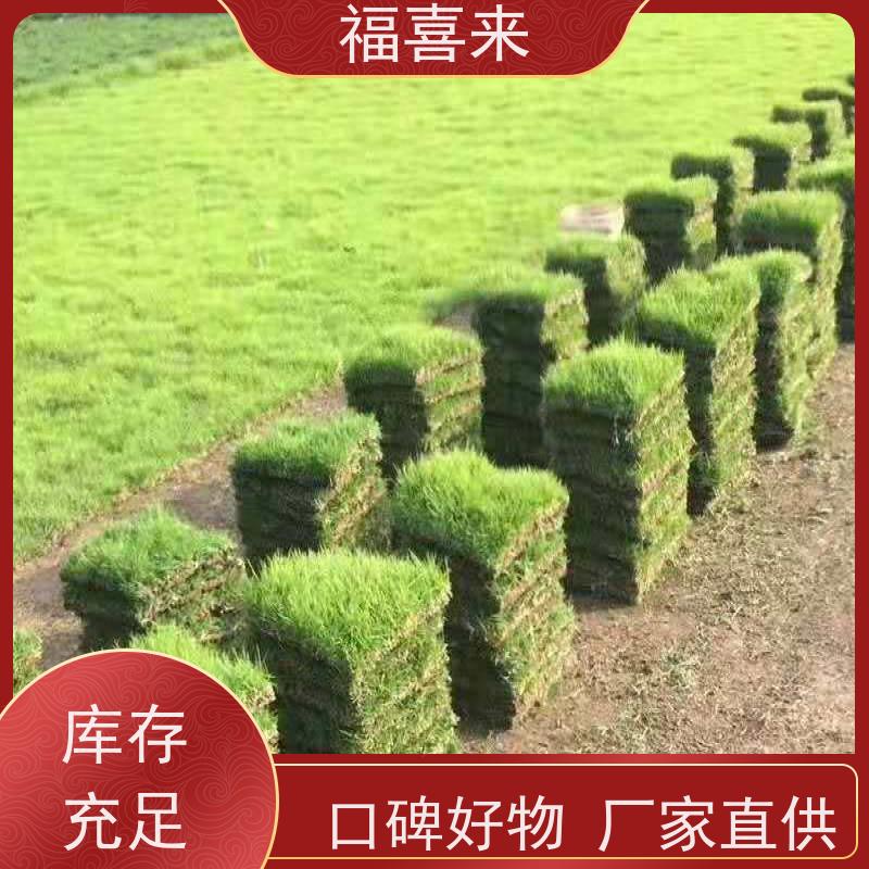 福喜来苗圃 马尼拉草块批发 草皮基地直供 工程草坪