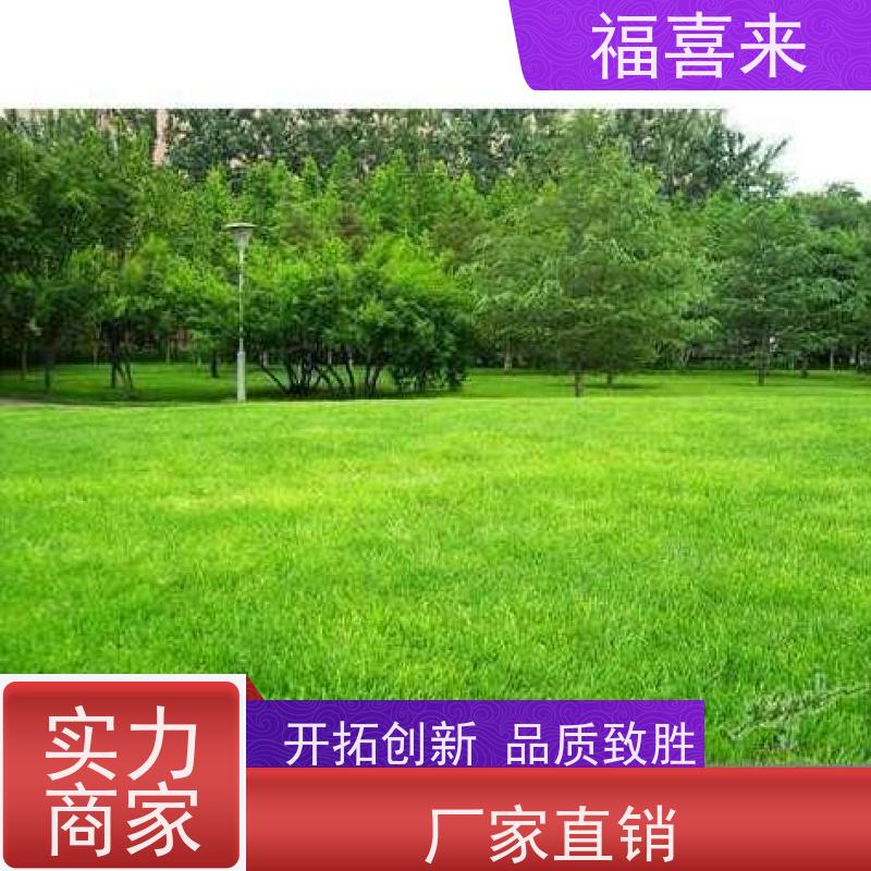 福喜来苗圃 马尼拉草皮 现挖现发品种齐全 常绿耐踩踏