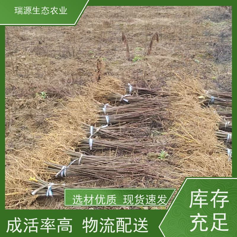 梵丰 黄柏种子的保存 丰富的药用成分 库存充足 厂家供应