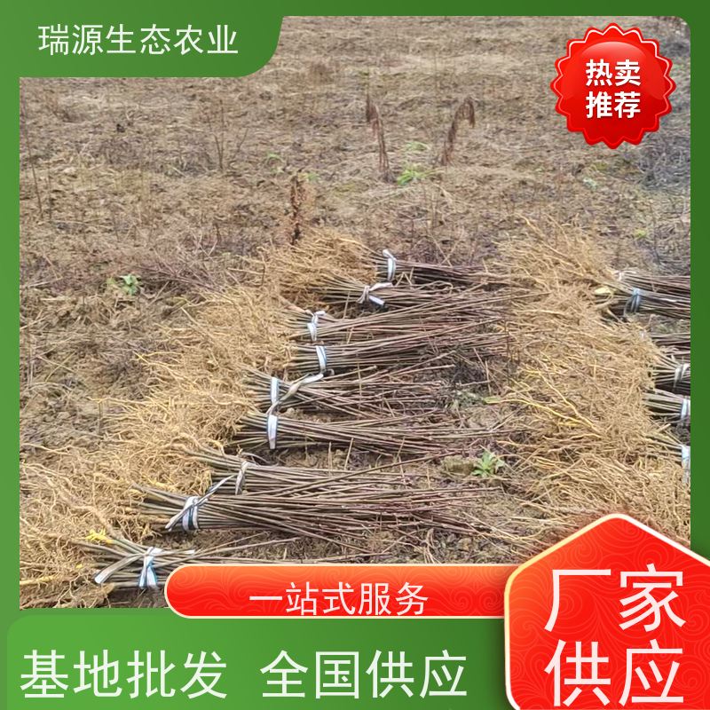 梵丰 黄柏种子的产业链分析 丰富的药用成分 库存充足 成活率高
