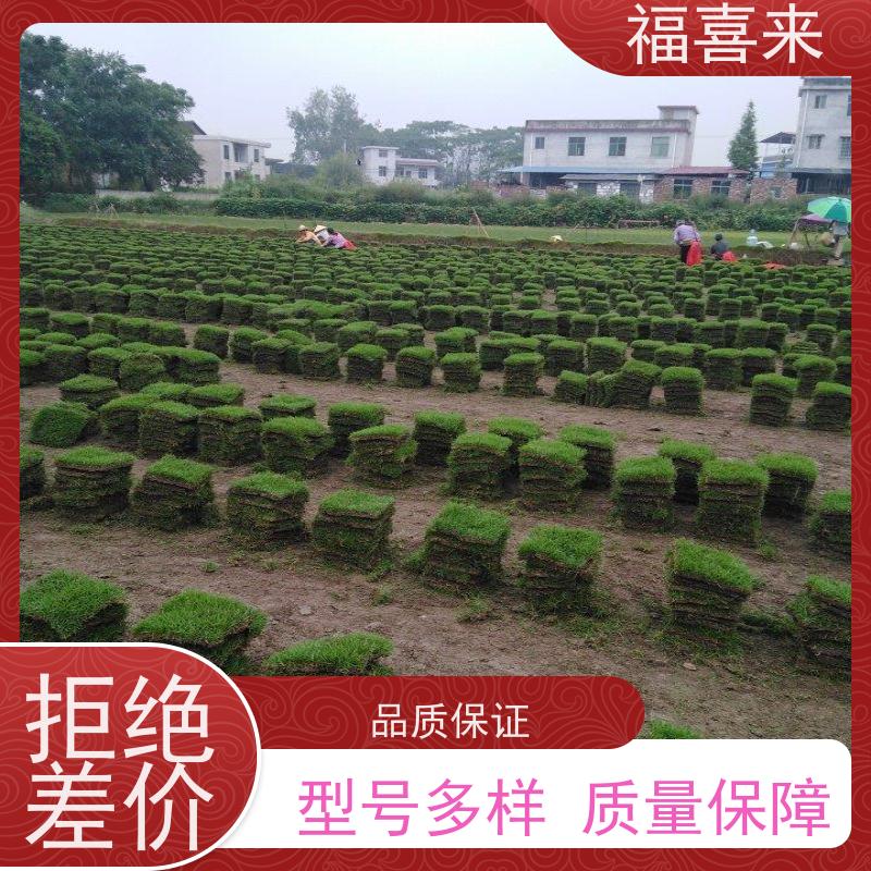 福喜来苗圃 马尼拉草块出售 耐寒耐践踏易存活暖季型 常绿耐踩踏