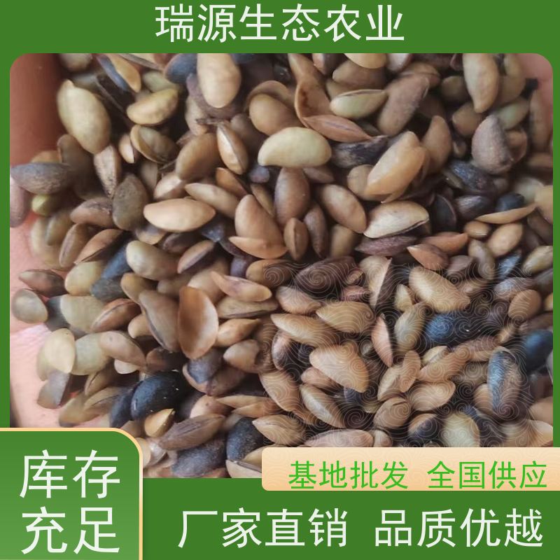 梵丰 黄柏种子的病虫害防治 丰富的药用成分 基地直发 货源充足