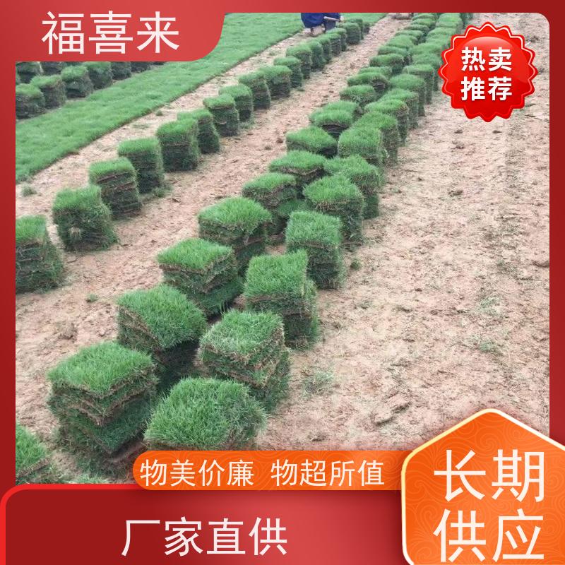 福喜来苗圃 草块出售 道路园区绿化用 基地供应
