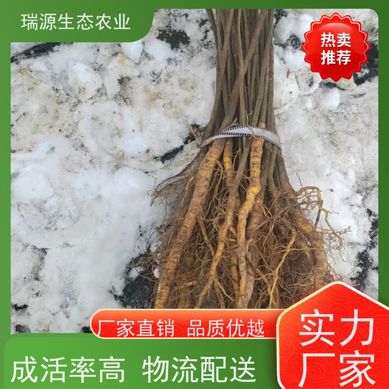 梵丰 黄柏种子的营养价值 丰富的药用成分 欢迎来电洽谈
