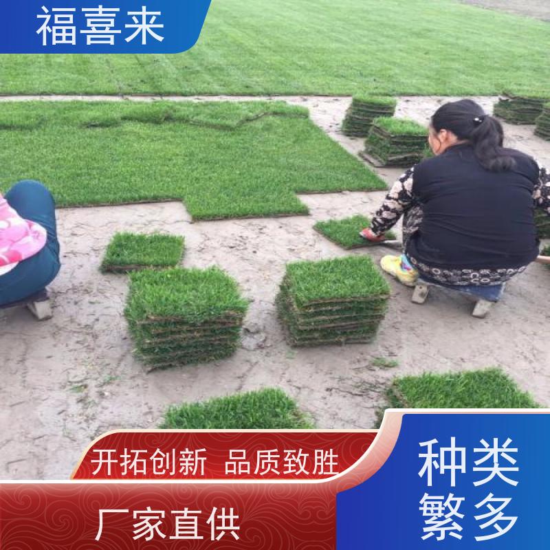 福喜来苗圃 马尼拉草块供应 耐寒耐践踏易存活暖季型 常绿耐踩踏