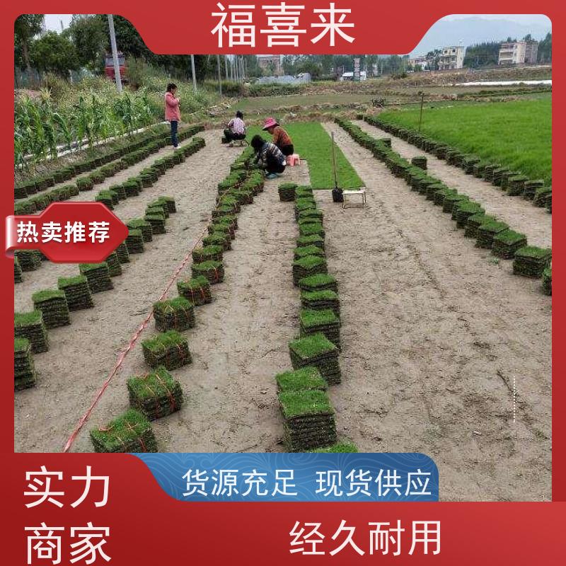 福喜来苗圃 草块批发 耐寒耐践踏易存活暖季型 工程草坪