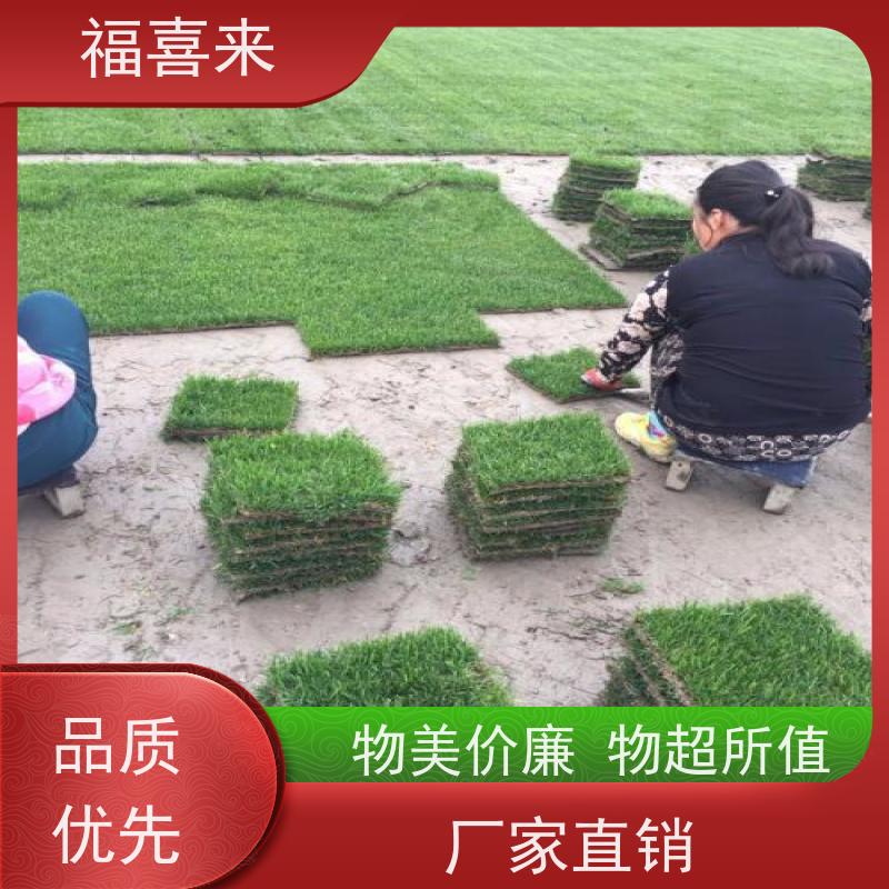 福喜来苗圃 草块供应 道路园区绿化用 常绿耐踩踏