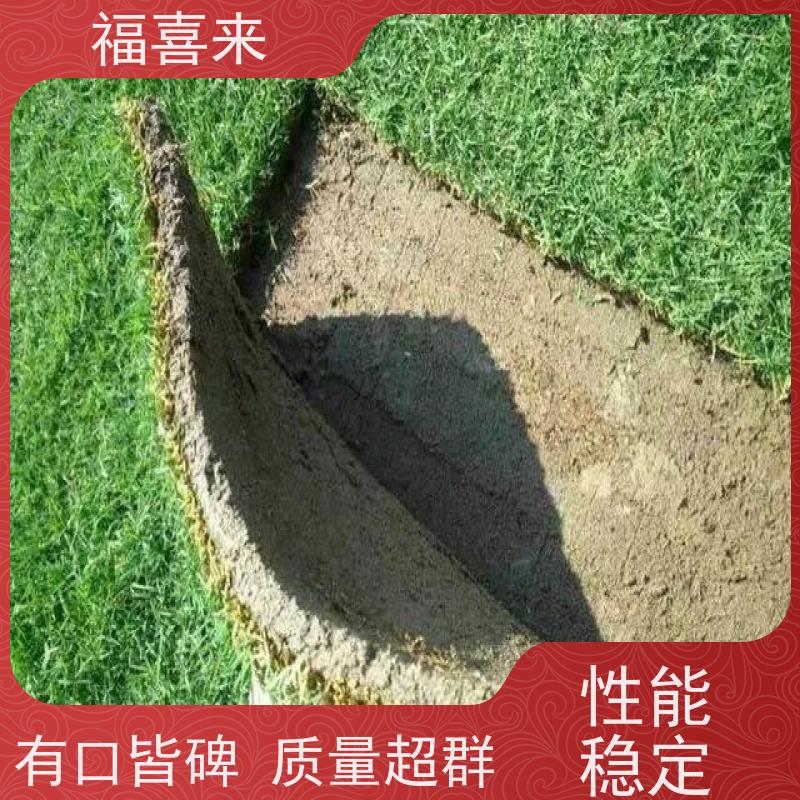 福喜来苗圃 草皮批发 草坪基地直供 常绿耐踩踏