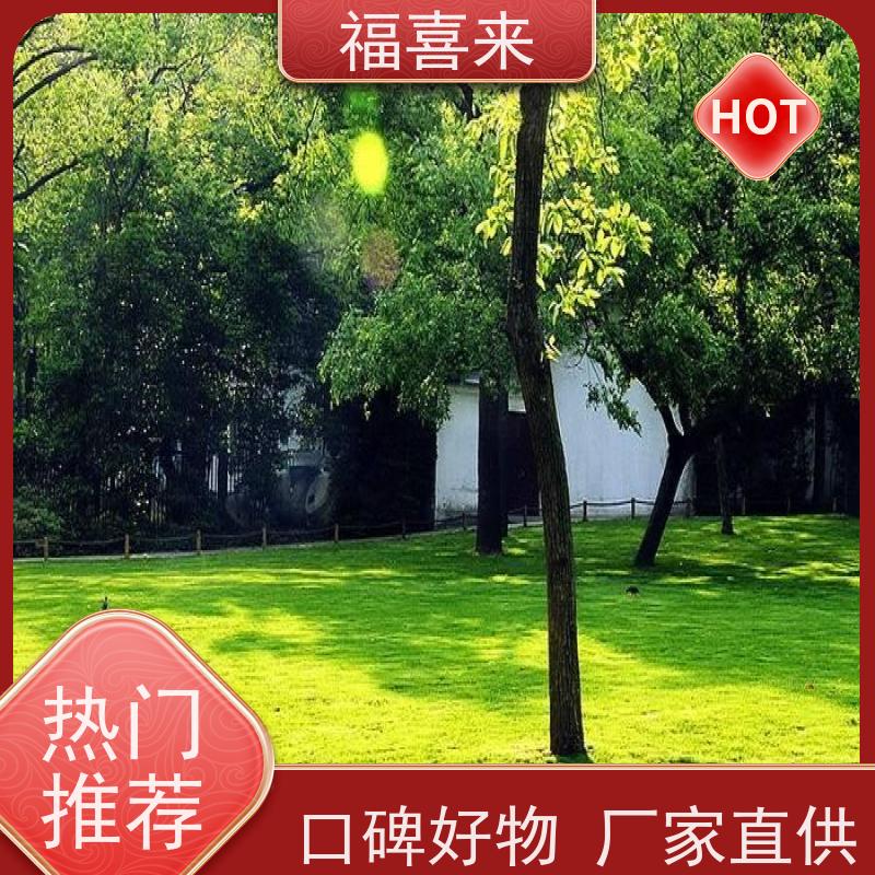 福喜来苗圃 马尼拉草皮 道路园区绿化用 基地供应