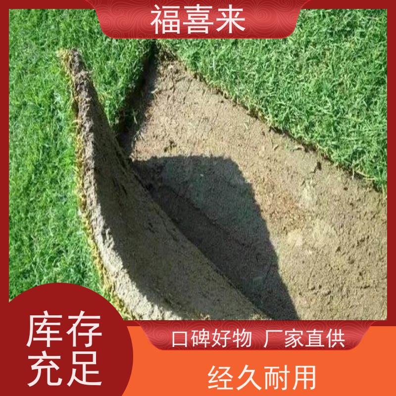 福喜来苗圃 草皮批发 球场用草 耐旱易打理 草坪基地直发