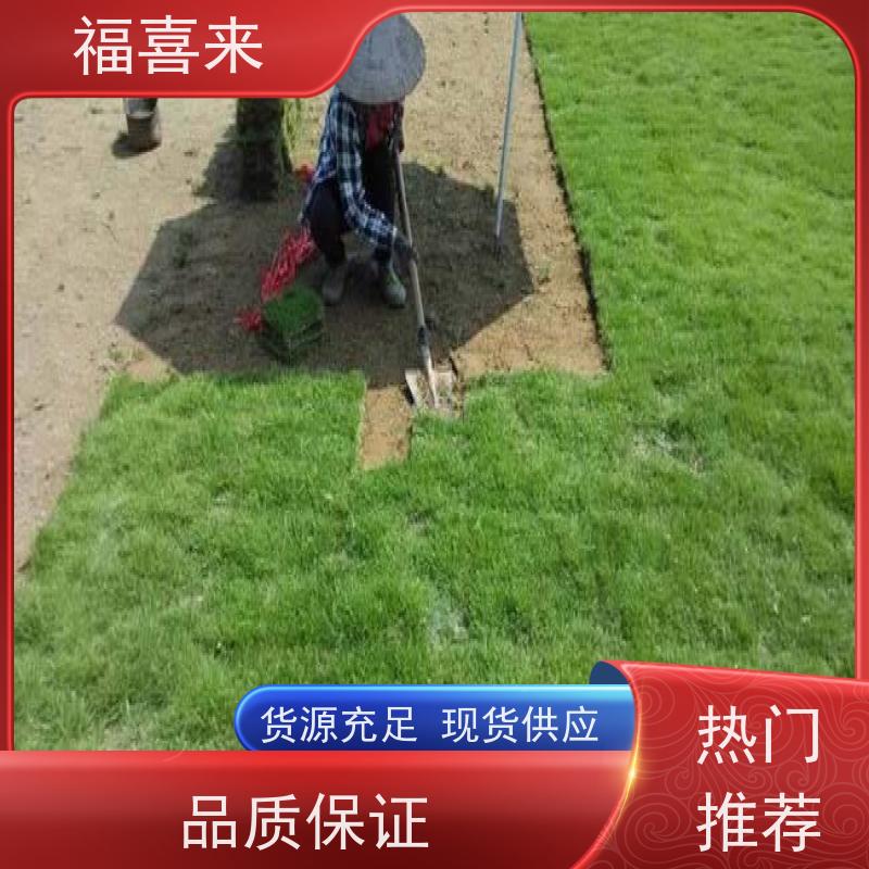 福喜来苗圃 马尼拉草块供应 耐寒耐践踏易存活暖季型 草坪基地直发