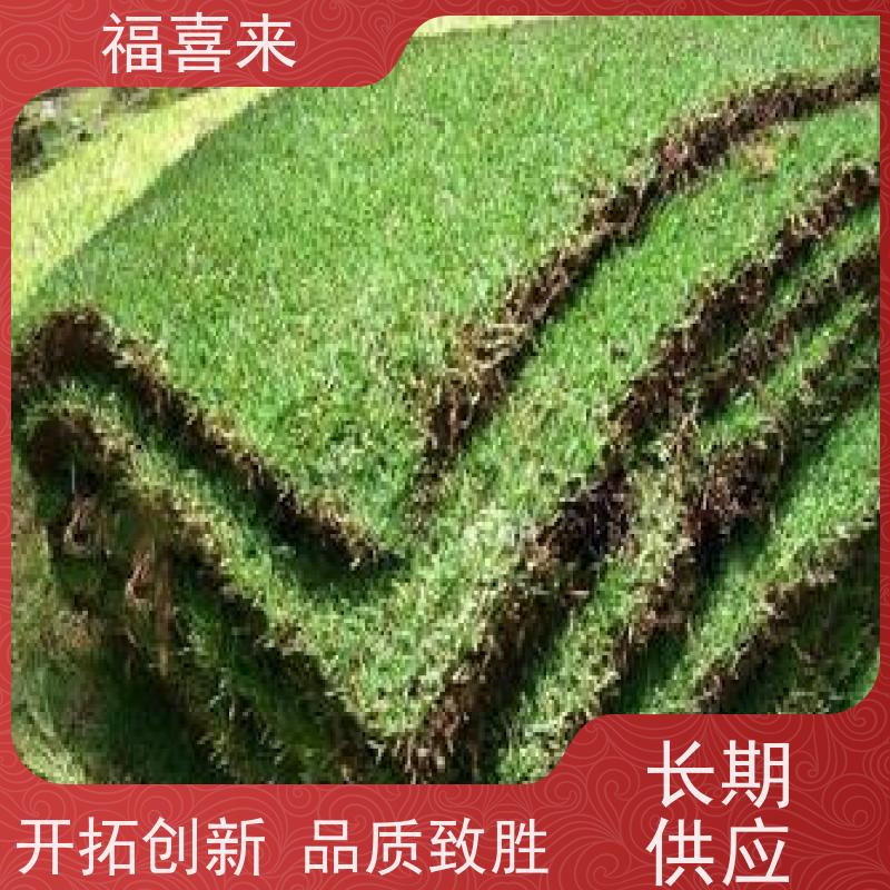 福喜来苗圃 草皮 耐寒耐践踏易存活暖季型 基地供应