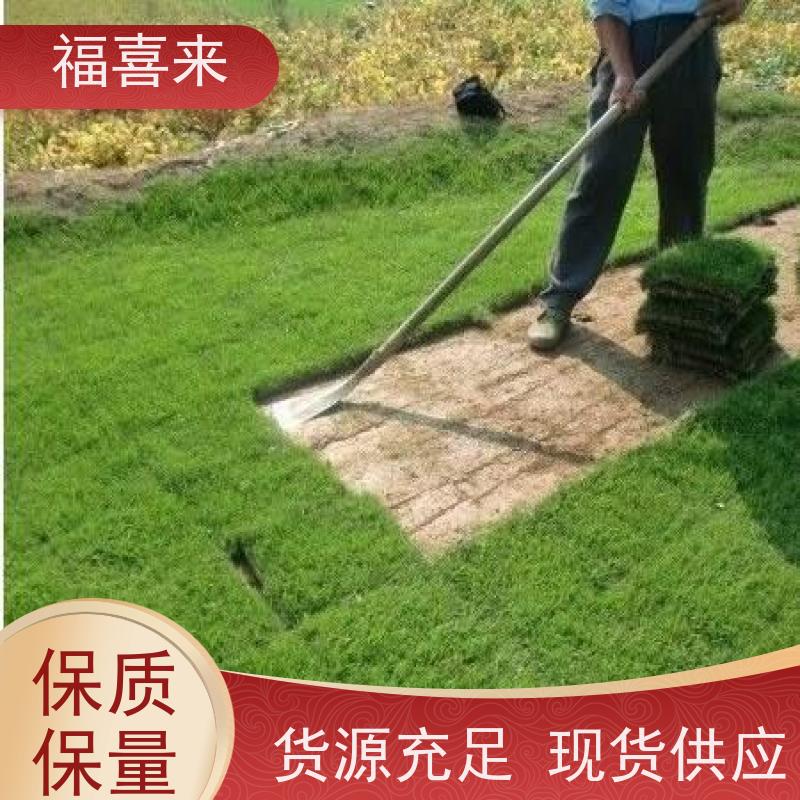 福喜来苗圃 马尼拉草块供应 道路园区绿化用 工程草坪