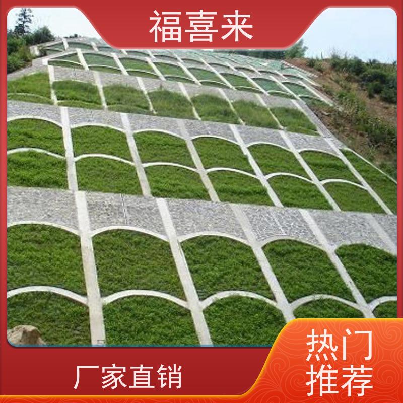 福喜来苗圃 马尼拉草皮直供 精品货效果好 常绿耐踩踏