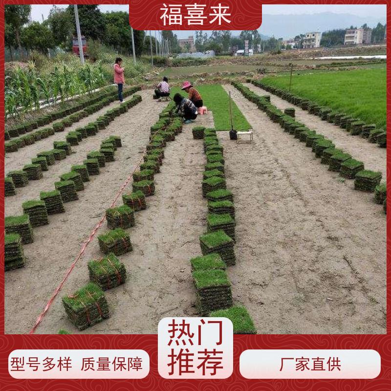 福喜来苗圃 草块直供 道路园区绿化用 基地供应
