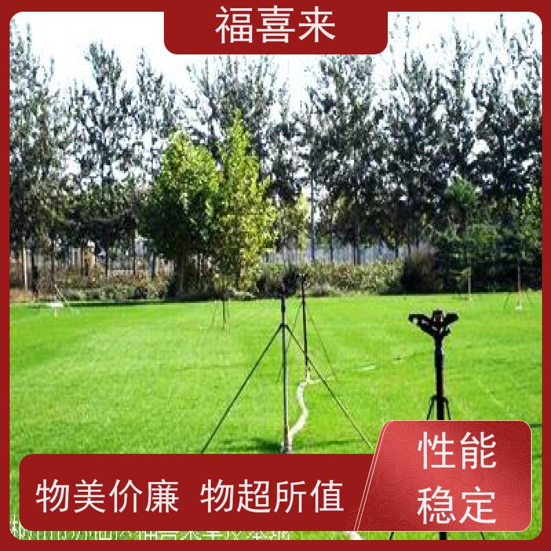 福喜来苗圃 马尼拉草皮出售 草坪基地直供 常绿耐踩踏