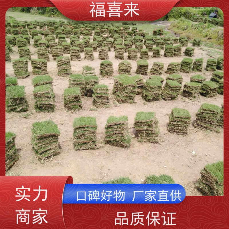 福喜来苗圃 草块批发 球场用草 耐旱易打理 草坪基地直发