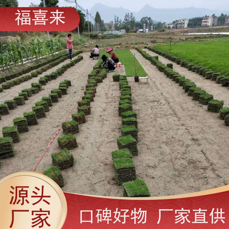 福喜来苗圃 草块 耐寒耐践踏易存活暖季型 基地供应