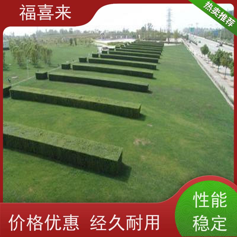 福喜来苗圃 草皮出售 球场用草 耐旱易打理 常绿耐踩踏