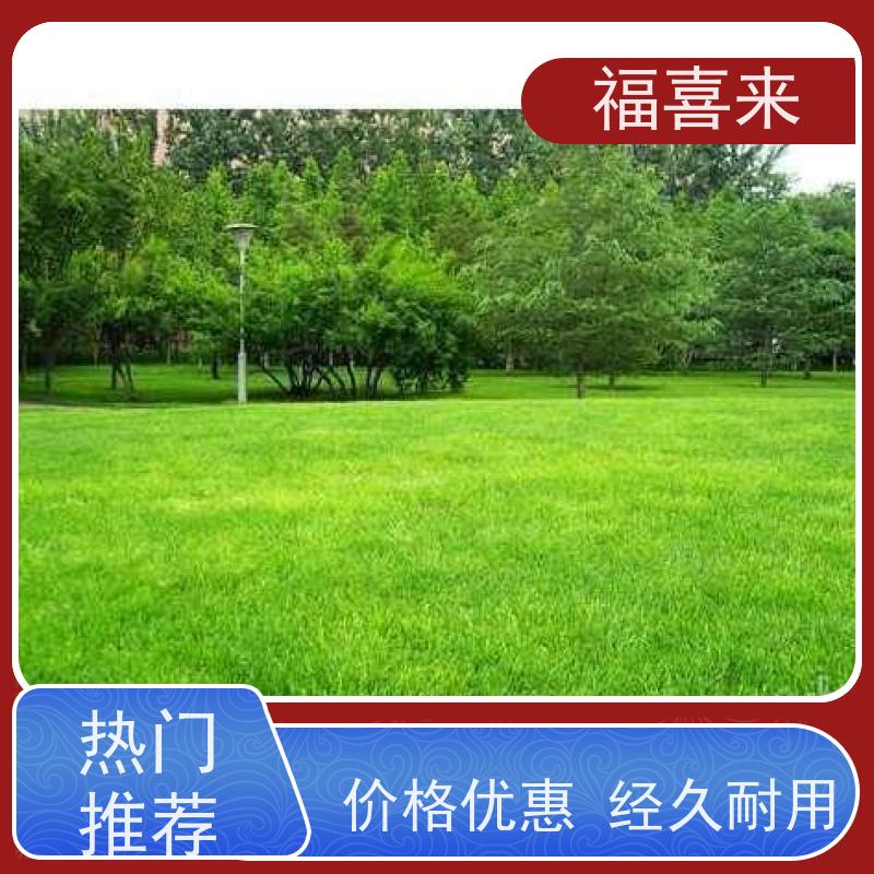 福喜来苗圃 马尼拉草皮出售 现挖现发品种齐全 常绿耐踩踏