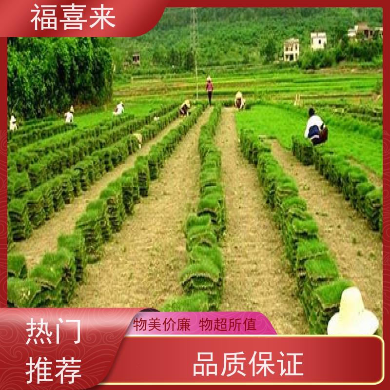 福喜来苗圃 草块批发 球场用草 耐旱易打理 工程草坪