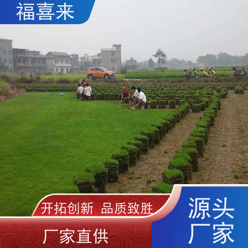 福喜来苗圃 草块 球场用草 耐旱易打理 基地供应