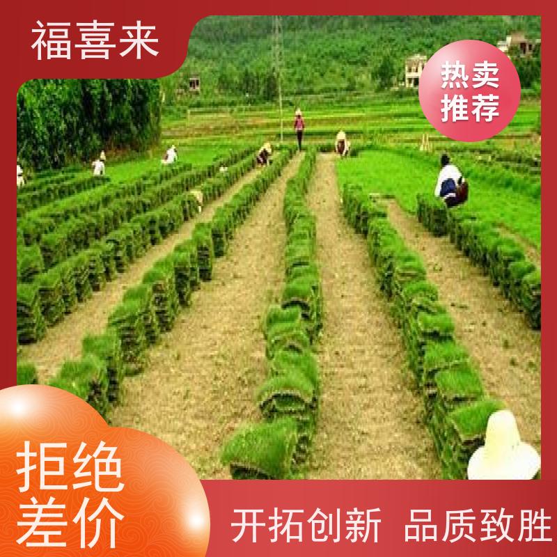 福喜来苗圃 马尼拉草块直供 耐寒耐践踏易存活暖季型 工程草坪