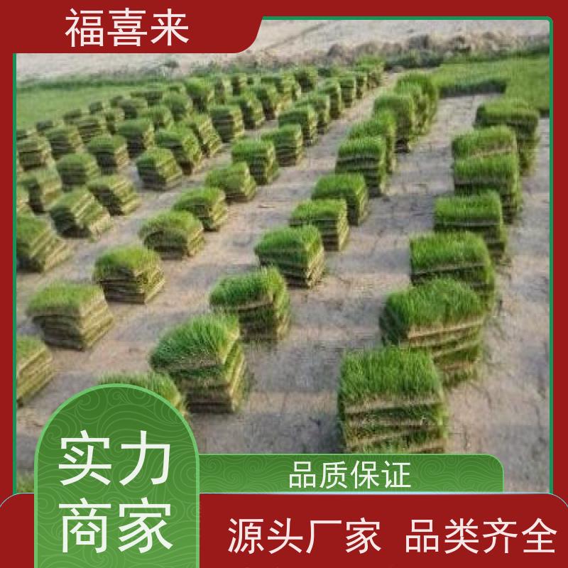 福喜来苗圃 马尼拉草块出售 精品货效果好 常绿耐踩踏