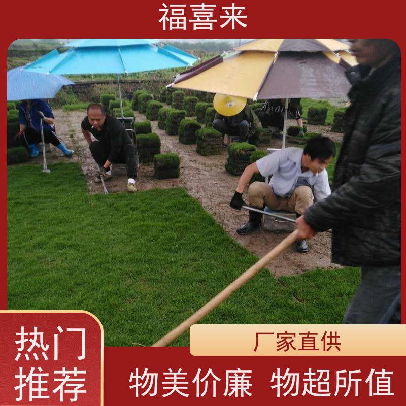 福喜来苗圃 马尼拉草皮供应 草坪基地直供 常绿耐踩踏