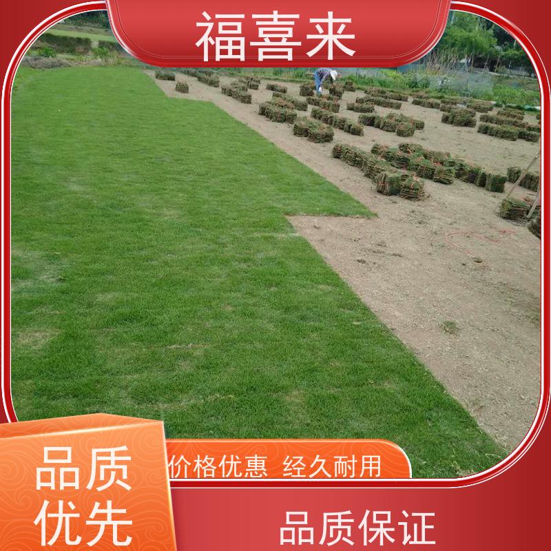 福喜来苗圃 马尼拉草皮出售 精品货效果好 常绿耐踩踏