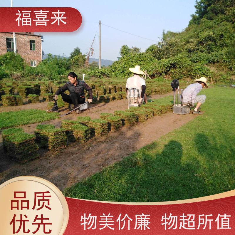 福喜来苗圃 草块批发 道路园区绿化用 工程草坪