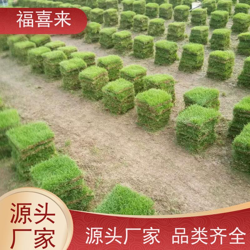 福喜来苗圃 草块直供 道路园区绿化用 工程草坪