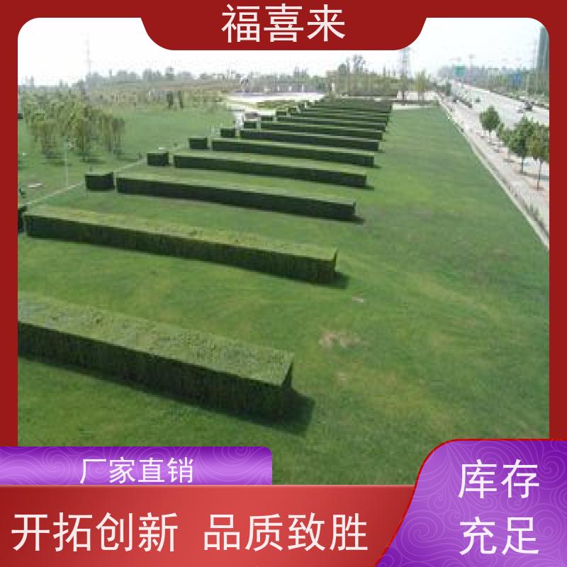 福喜来苗圃 草皮出售 道路园区绿化用 工程草坪