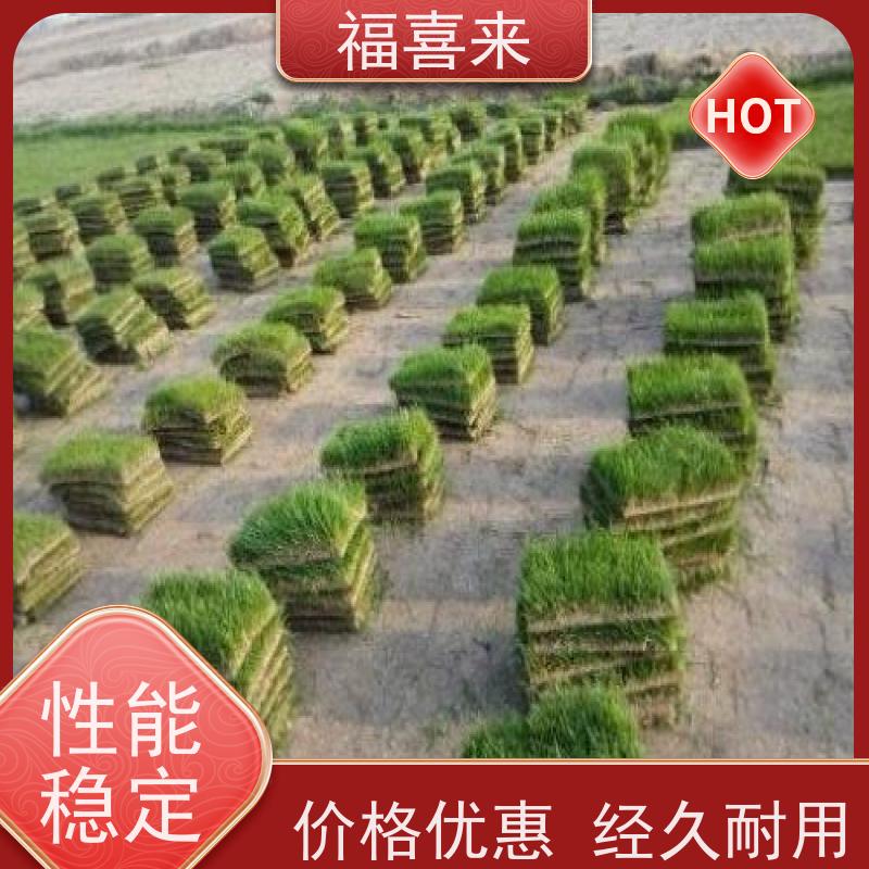 福喜来苗圃 马尼拉草块出售 现挖现发品种齐全 工程草坪