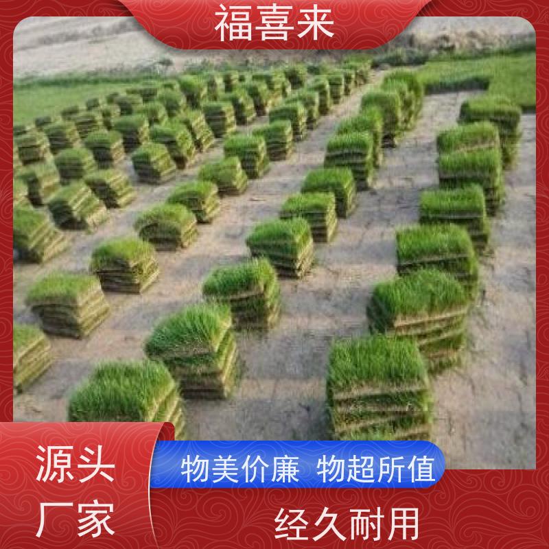 福喜来苗圃 马尼拉草块 道路园区绿化用 常绿耐踩踏