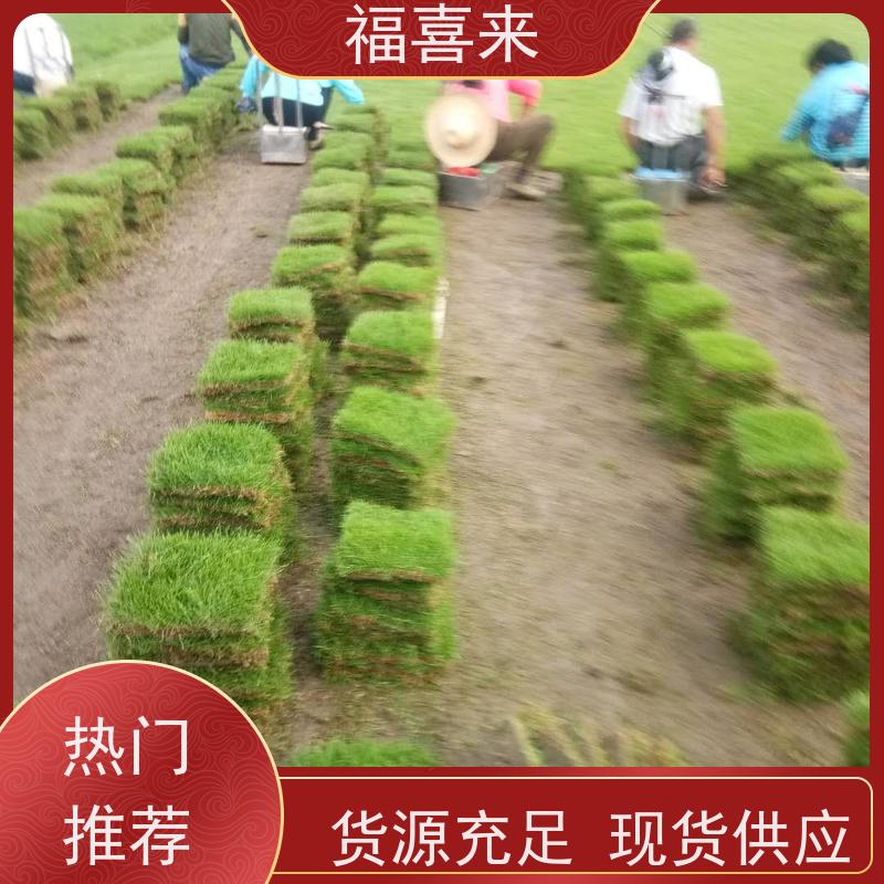 福喜来苗圃 草块批发 精品货效果好 常绿耐踩踏