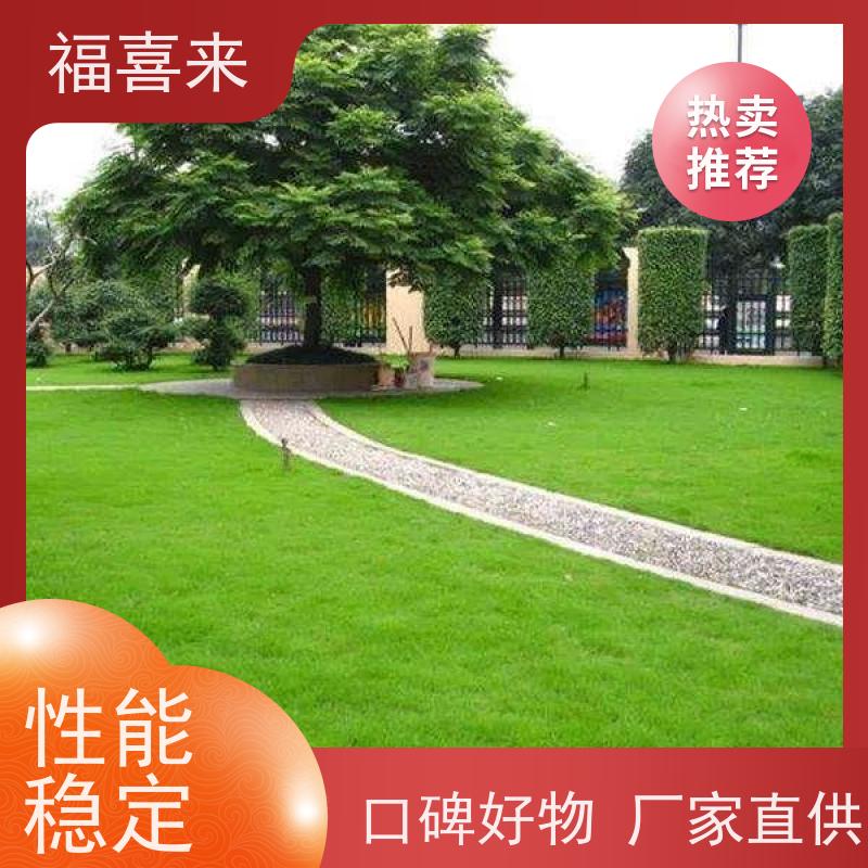 福喜来苗圃 草皮出售 现挖现发品种齐全 常绿耐踩踏