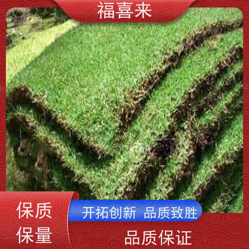 福喜来苗圃 马尼拉草皮出售 现挖现发品种齐全 草坪基地直发