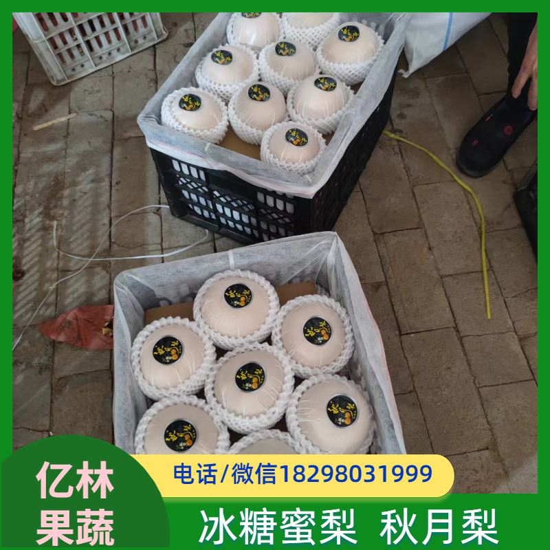 基地培育 成活率高 新农酥梨 现挖现发 红星梨树苗