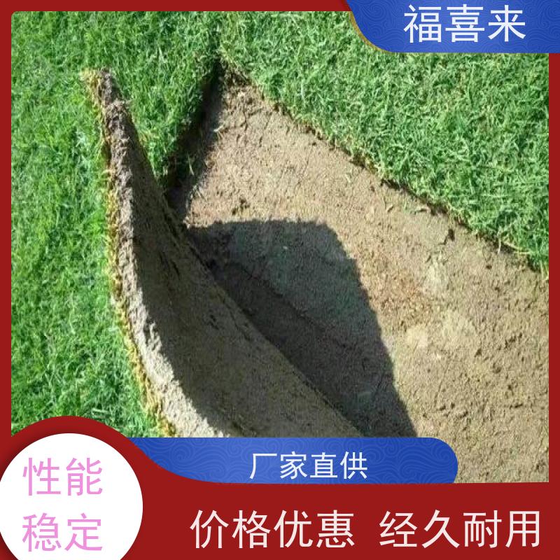 福喜来苗圃 草皮供应 道路园区绿化用 常绿耐踩踏