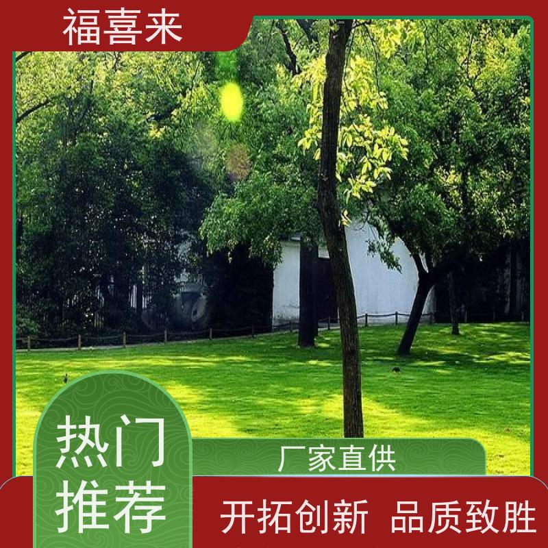 福喜来苗圃 马尼拉草皮批发 耐寒耐践踏易存活暖季型 草坪基地直发