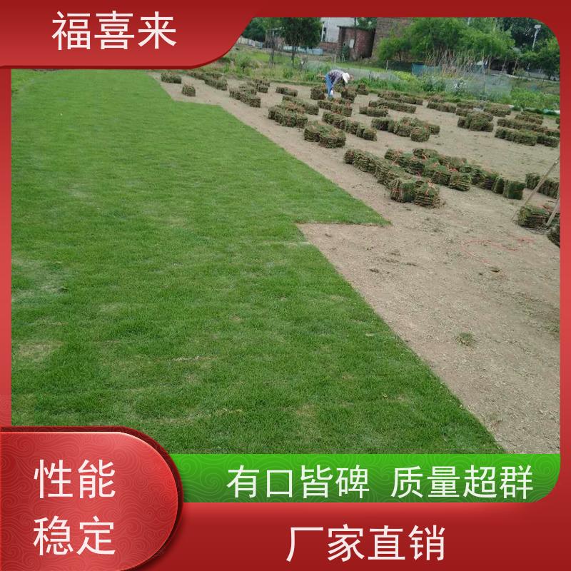 福喜来苗圃 草皮出售 精品货效果好 常绿耐踩踏