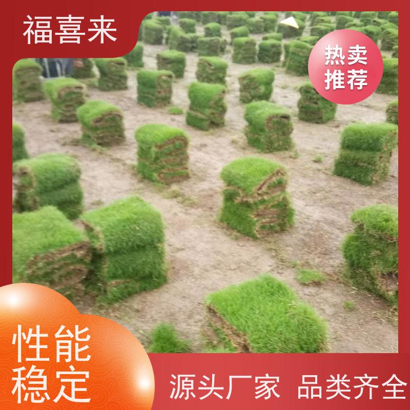福喜来苗圃 马尼拉草块出售 耐寒耐践踏易存活暖季型 工程草坪