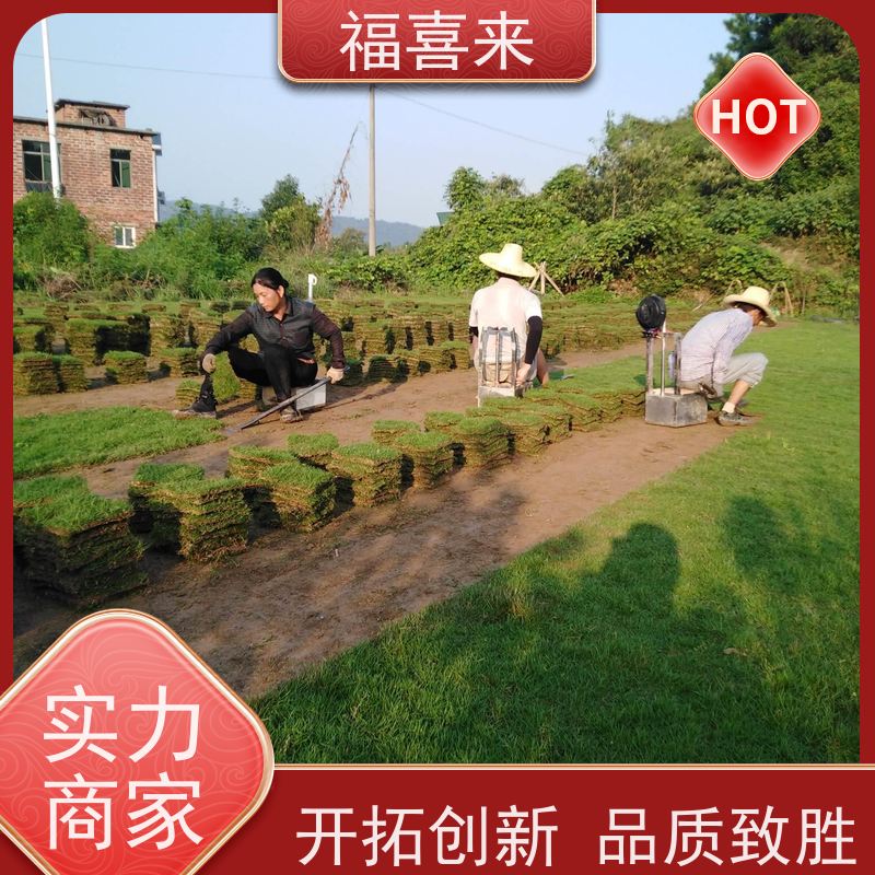 福喜来苗圃 草块直供 耐寒耐践踏易存活暖季型 基地供应