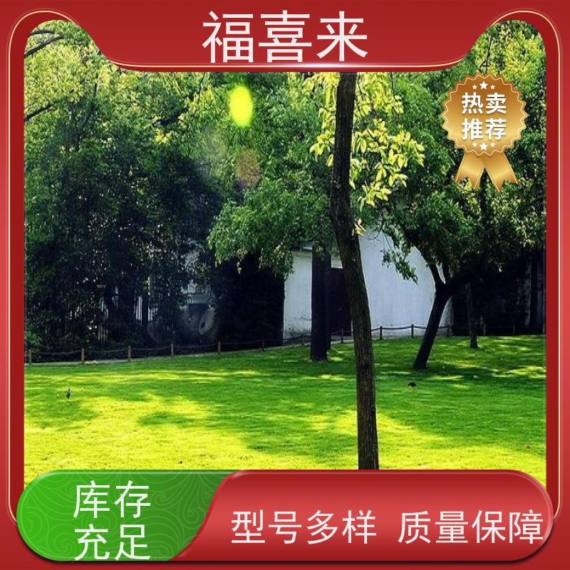 福喜来苗圃 马尼拉草皮直供 现挖现发品种齐全 常绿耐踩踏