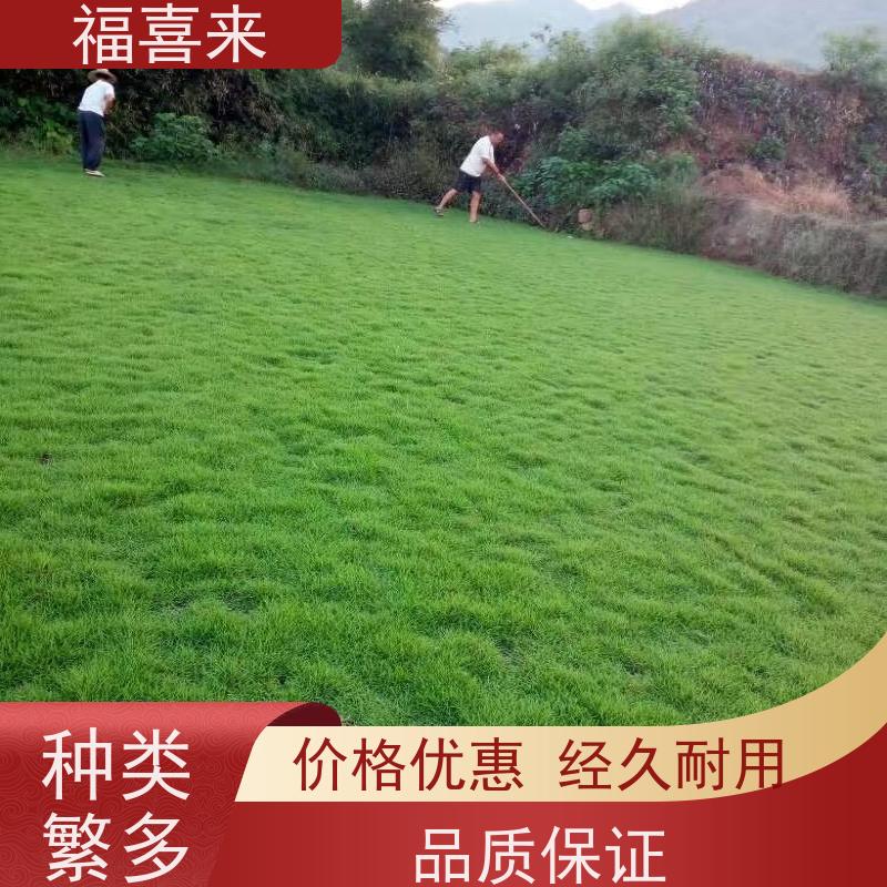 福喜来苗圃 草皮批发 耐寒耐践踏易存活暖季型 基地供应