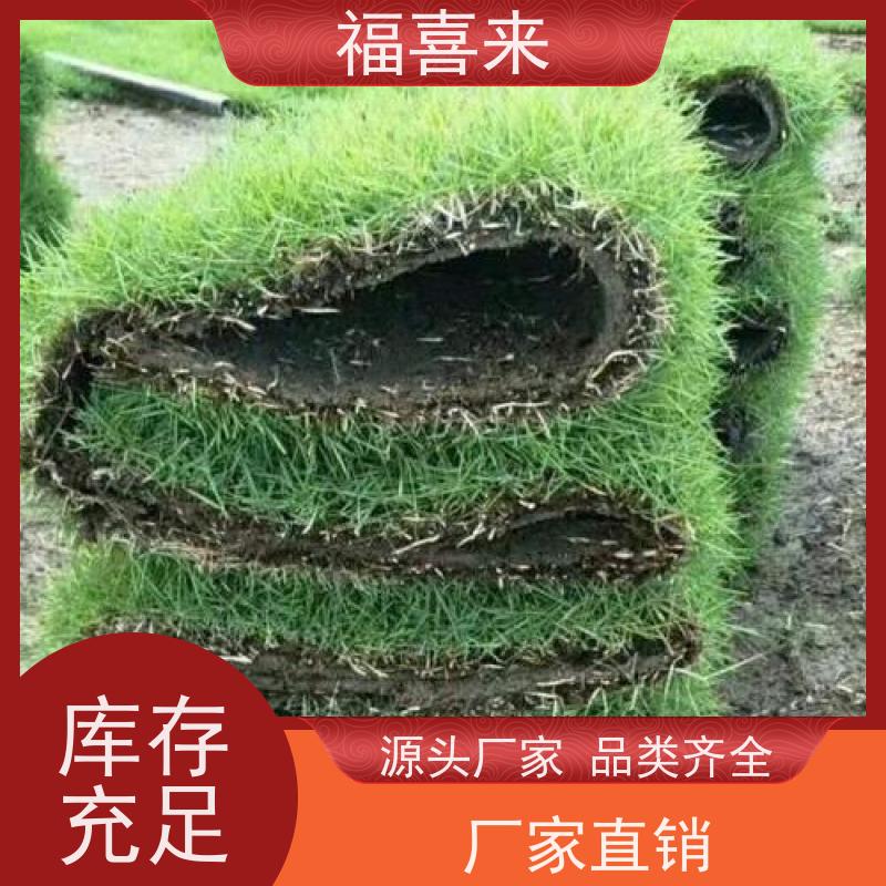 福喜来苗圃 马尼拉草卷 现挖现发品种齐全 常绿耐踩踏