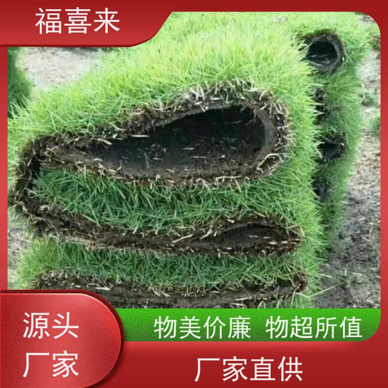 福喜来苗圃 草卷供应 现挖现发品种齐全 常绿耐踩踏