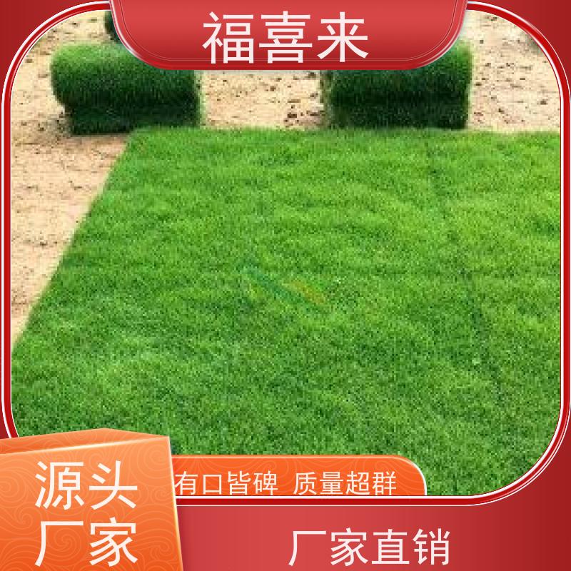 福喜来苗圃 草卷出售 耐寒耐践踏易存活暖季型 工程草坪