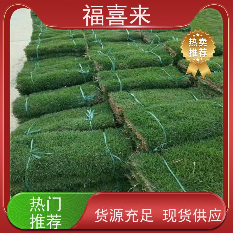 福喜来苗圃 马尼拉草卷直供 公园绿化混播草坪 常绿耐踩踏